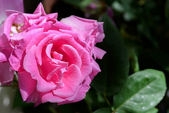 Close-up of vibrant pink rose with green leaves