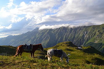 Two Saddled Horses Grazing in Green Mountain Pasture