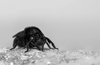 Macro Black and White Bee on Textured Surface