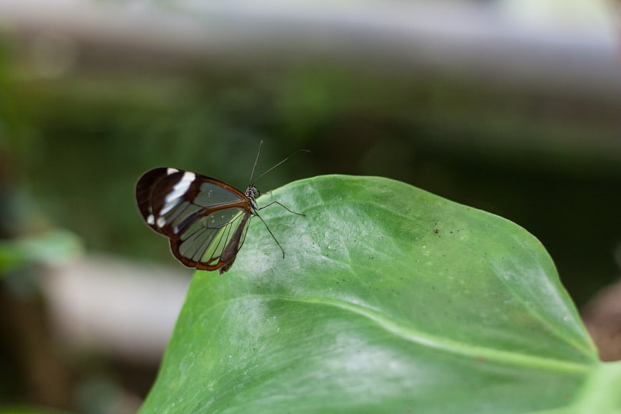 Glasswing Butterfly on Green Leaf Close Up