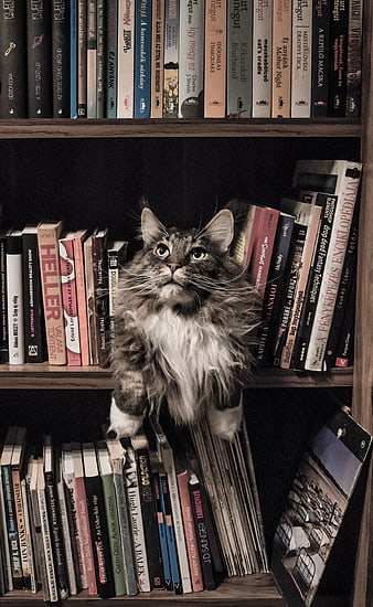 Fluffy Grey Tabby Cat Sitting on Wooden Bookshelf