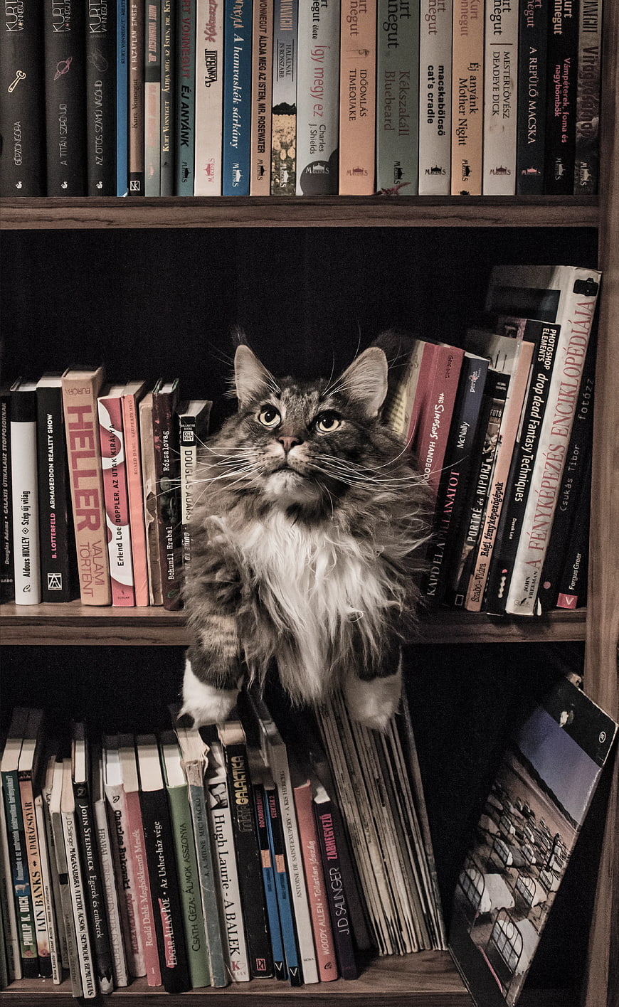 Fluffy Grey Tabby Cat Sitting on Wooden Bookshelf