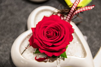 Red Rose in Heart-Shaped White Ceramic Vase