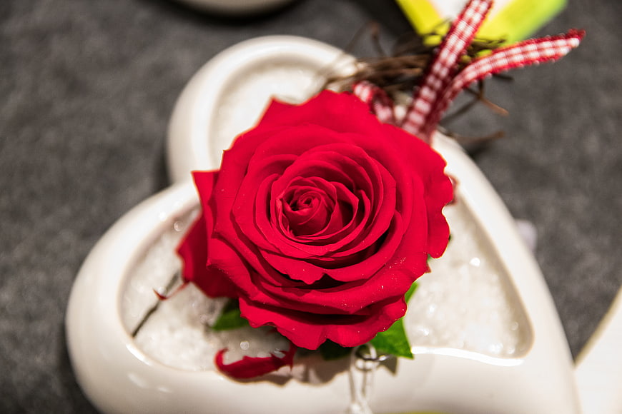 Red Rose in Heart-Shaped White Ceramic Vase