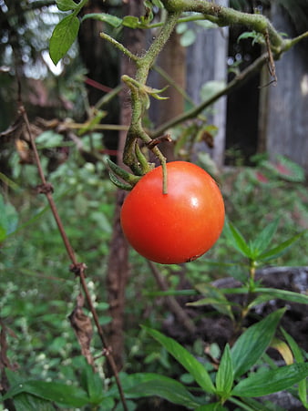Ripe Red Tomato Hanging on Vine in Garden