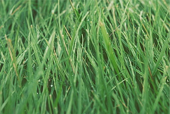 Close-up of fresh green grass with morning dew drops