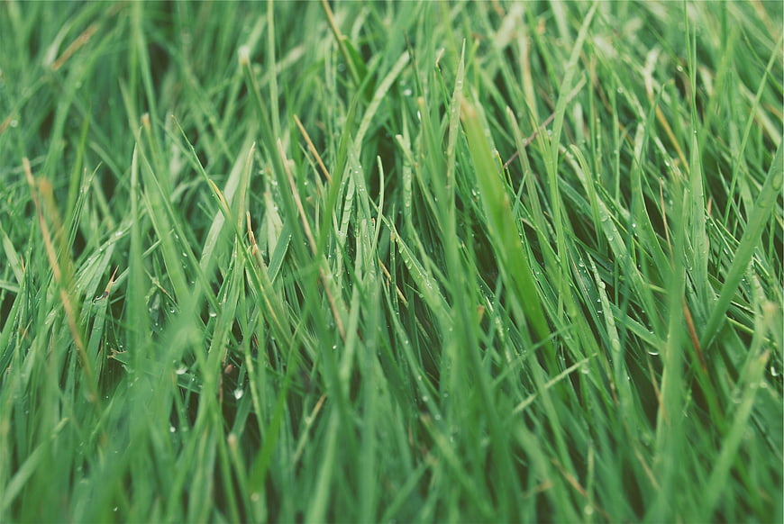 Close-up of fresh green grass with morning dew drops