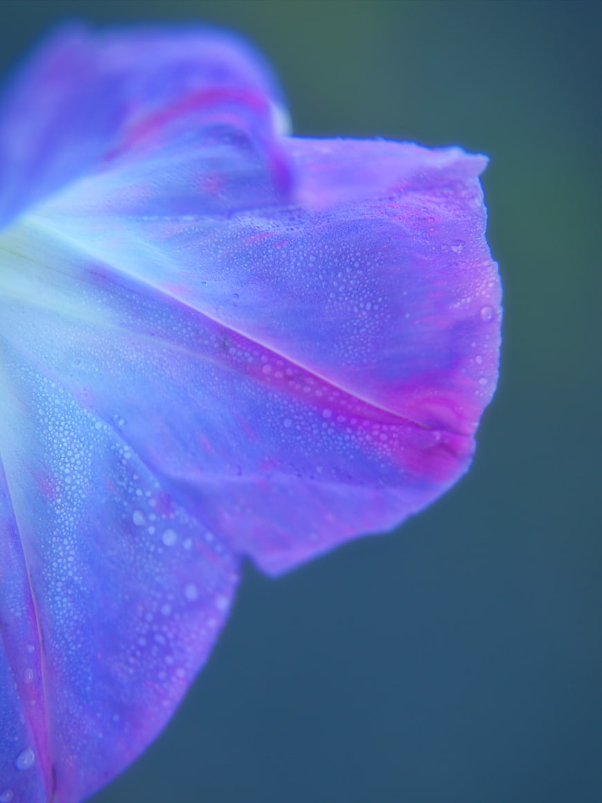 Macro Close-Up of Purple Morning Glory with Dew Drops