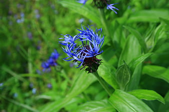 Vibrant Blue Cornflower in Green Meadow Close-Up