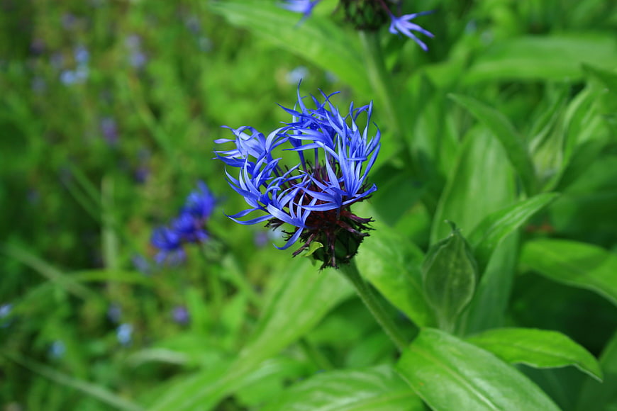 Vibrant Blue Cornflower in Green Meadow Close-Up