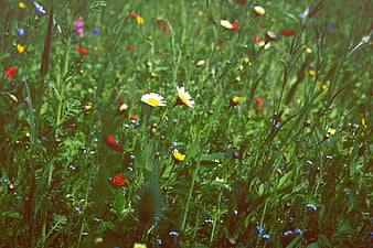 Colorful Wildflower Meadow with Daisies and Grass