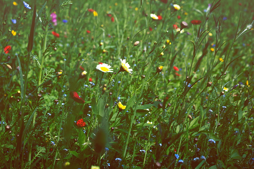Colorful Wildflower Meadow with Daisies and Grass