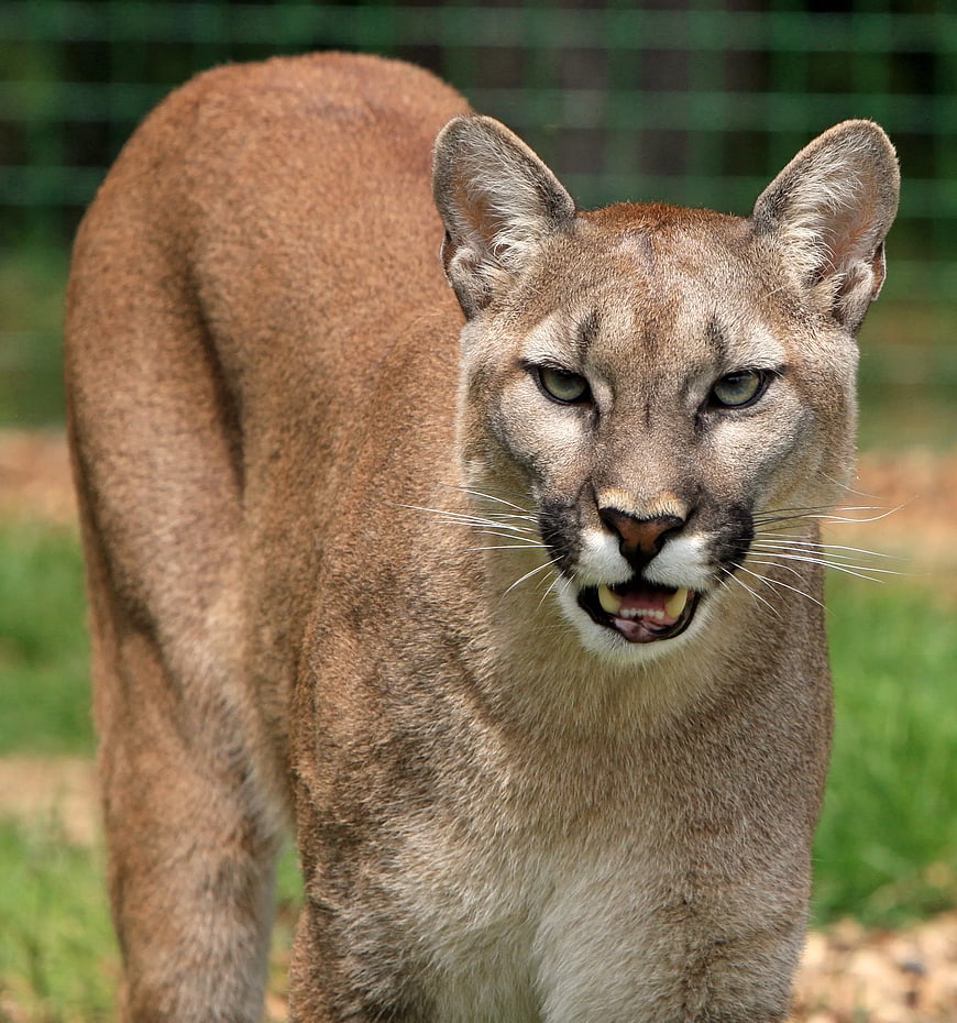 Close-up portrait of an aggressive mountain lion hissing