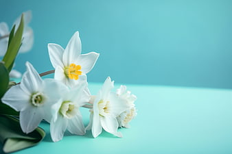 White Narcissus Flowers on Pastel Blue Background