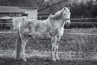 Black and white photo of a horse standing in a muddy paddock