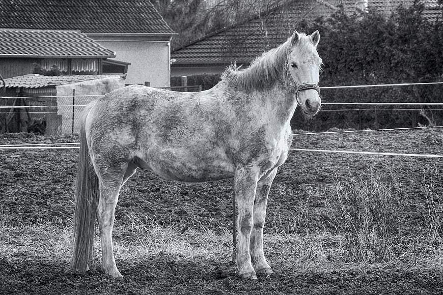 Black and white photo of a horse standing in a muddy paddock