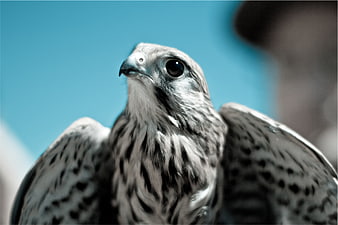 Close-up portrait of a majestic falcon with blue background