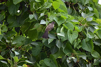 Small brown bird perched on wet green leaves