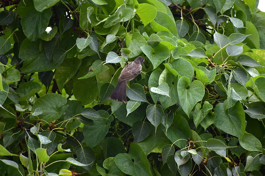 Small brown bird perched on wet green leaves