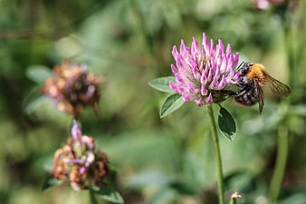Bumblebee Pollinating Pink Clover Flower in Nature