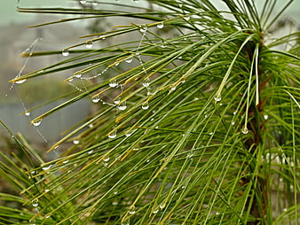 Close-up of pine needles with water droplets and spider web