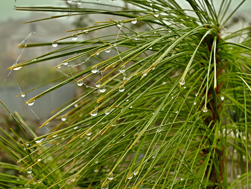 Close-up of pine needles with water droplets and spider web