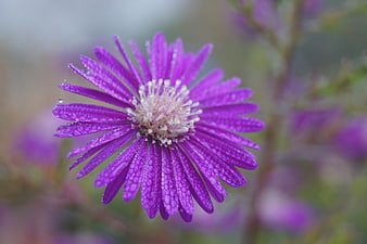 Close-up of purple aster flower with dew drops