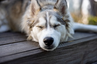 Sleeping Siberian Husky on Wooden Deck
