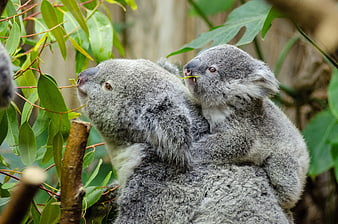 Mother Koala with Baby on Back Eating Eucalyptus Leaves