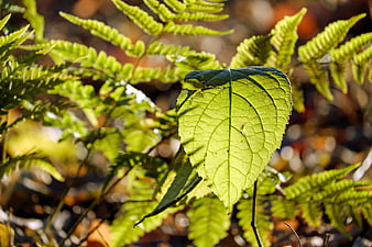 Sunlit Green Leaf Close-Up with Fern Background