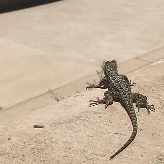 Spiny Lizard Resting on Concrete Wall in Sunlight