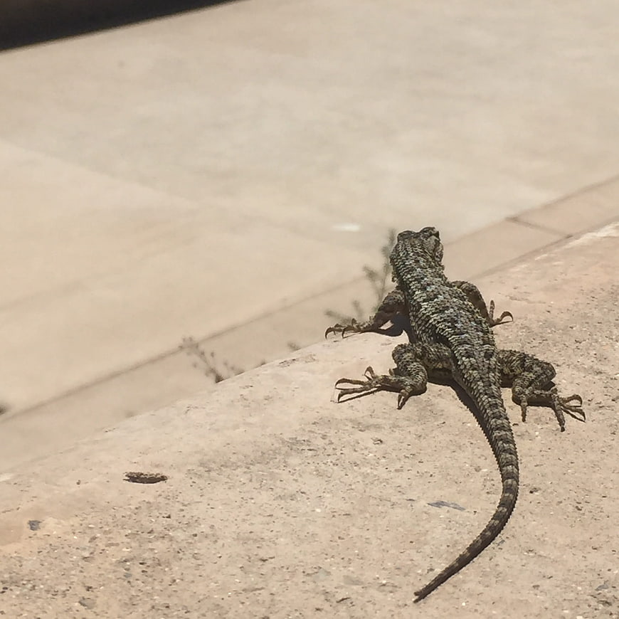 Spiny Lizard Resting on Concrete Wall in Sunlight