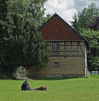 Two horses resting on green lawn in front of rustic barn