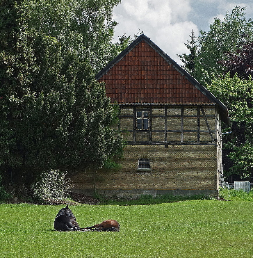 Two horses resting on green lawn in front of rustic barn