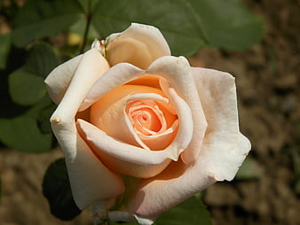 Close-up of a delicate peach and white rose bloom