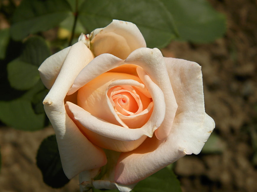 Close-up of a delicate peach and white rose bloom