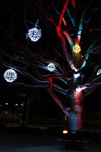 Illuminated Winter Tree with Festive Holiday Lights at Night