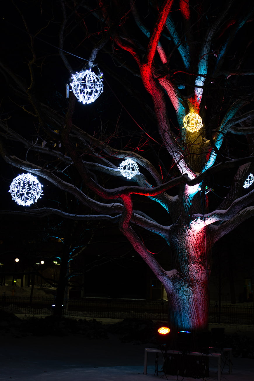 Illuminated Winter Tree with Festive Holiday Lights at Night