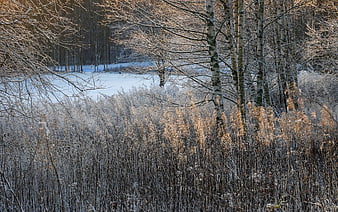 Frosty Winter Forest with Birch Trees and Frozen Lake