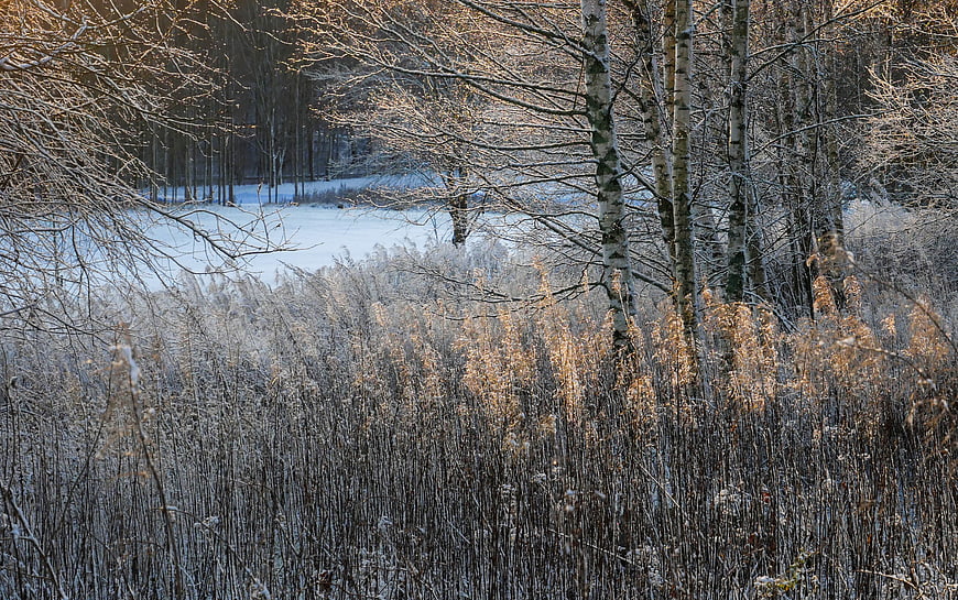 Frosty Winter Forest with Birch Trees and Frozen Lake