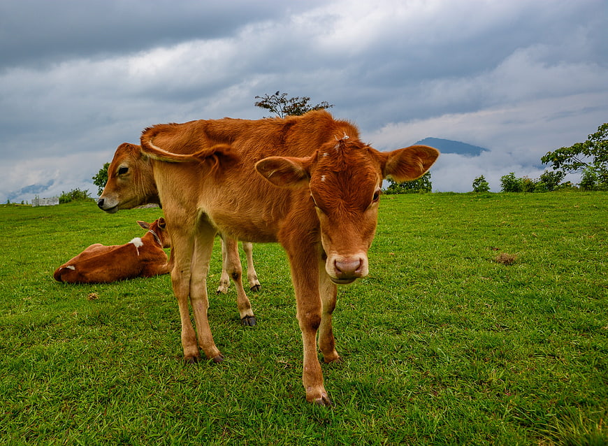 Curious brown calf standing in green pasture with mountains
