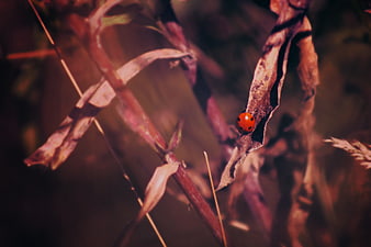 Red Ladybug on Dried Autumn Leaf in Nature