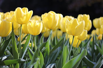 Vibrant Yellow Tulips Blooming in Spring Garden