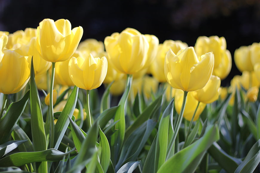 Vibrant Yellow Tulips Blooming in Spring Garden