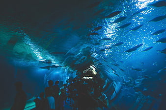 Underwater View of Aquarium Tunnel with Fish and Visitors