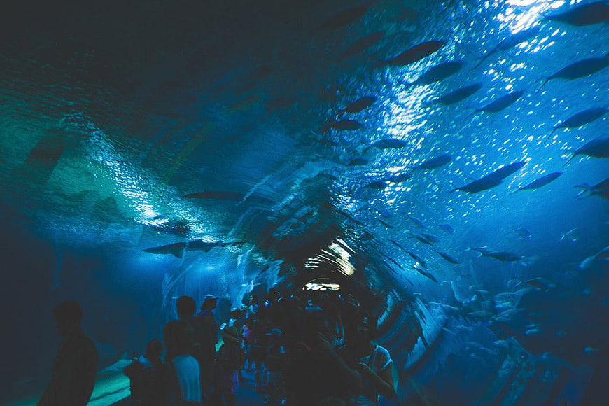 Underwater View of Aquarium Tunnel with Fish and Visitors