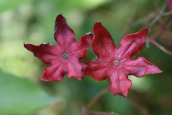 Close-up of two red star-shaped flowers with green background