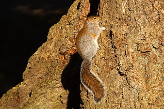 Eastern Gray Squirrel Climbing Rough Tree Bark in Sunlight