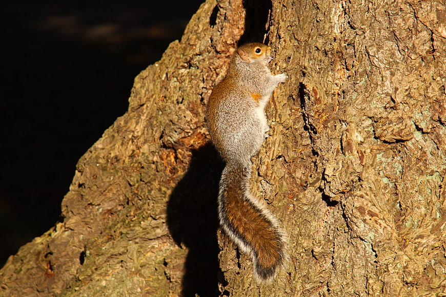 Eastern Gray Squirrel Climbing Rough Tree Bark in Sunlight