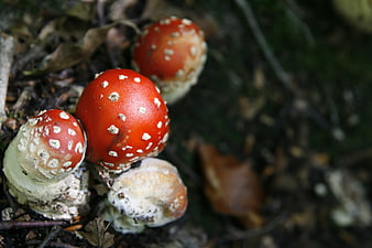 Red Fly Agaric Mushrooms in Forest Undergrowth